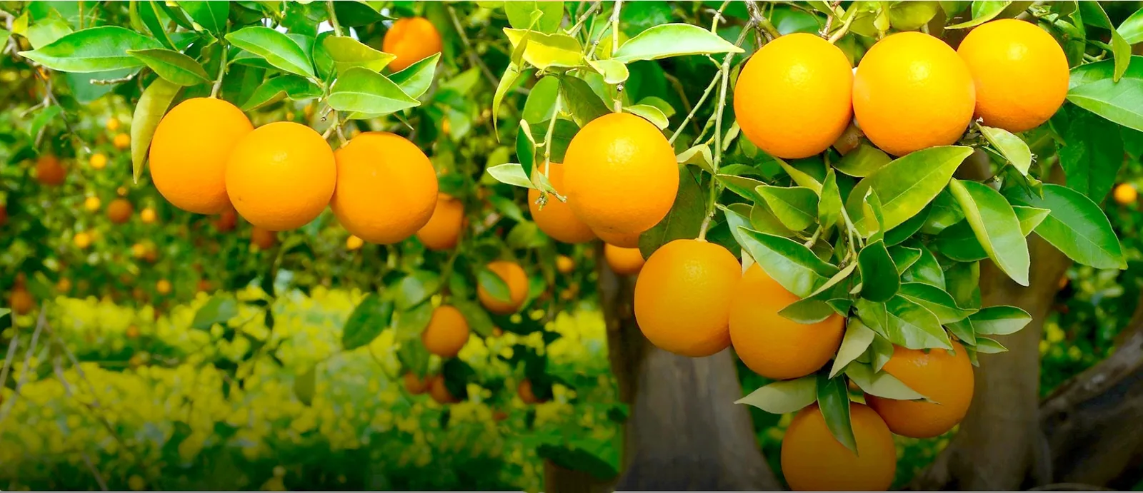 Fruit Market